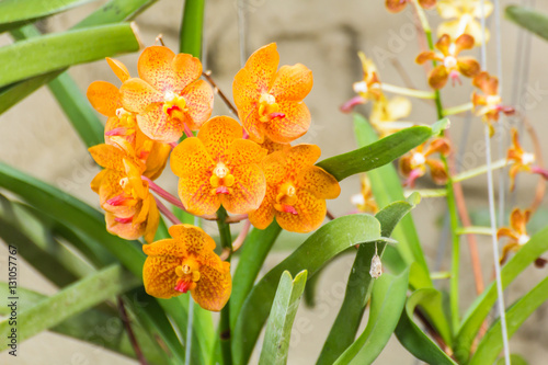 orange vanda orchid flower