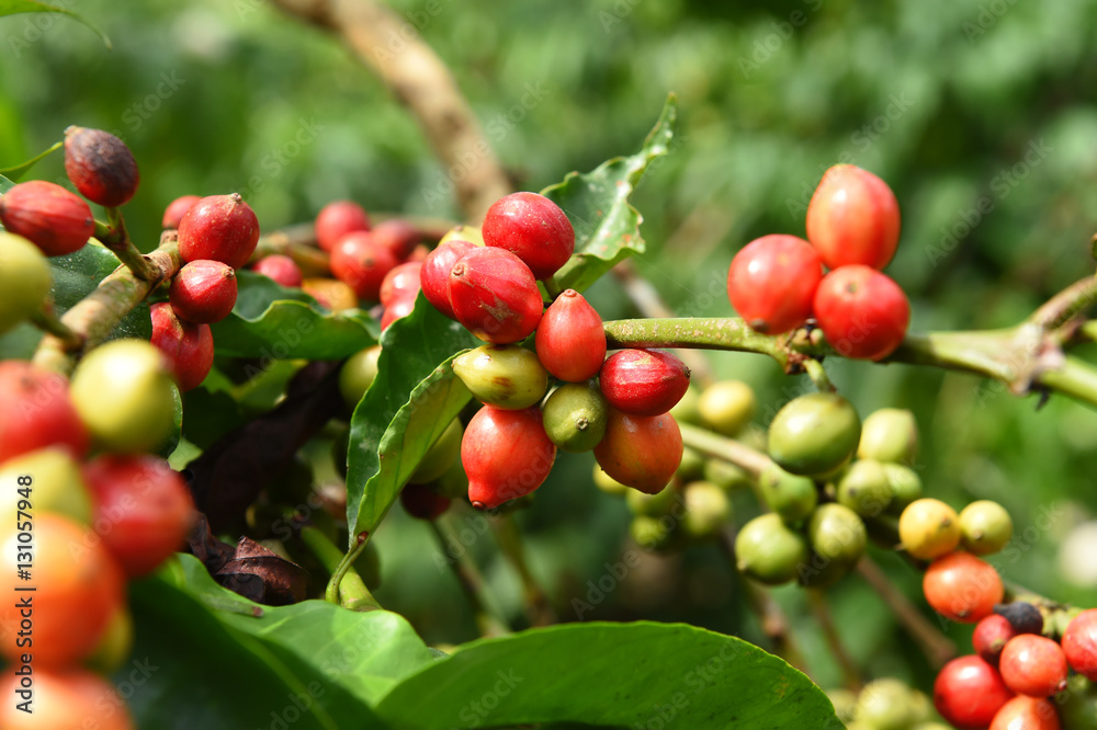 Coffee beans ripening on a tree.