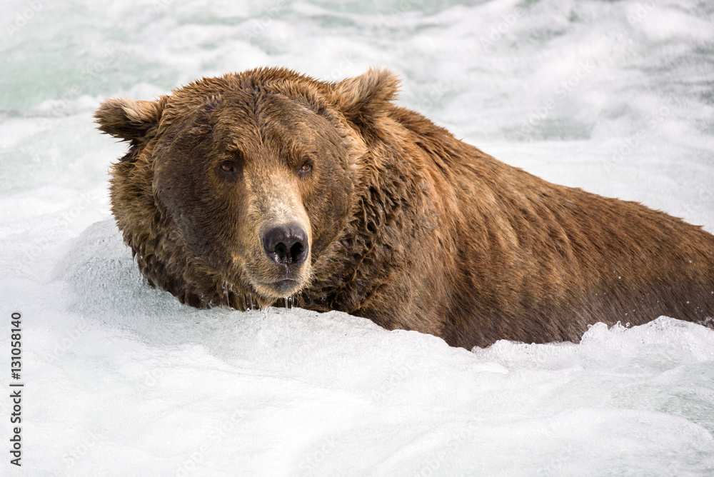 Alaska brown bear fishing in the Brooks River
Alaska brown bear fishing in the Brooks River