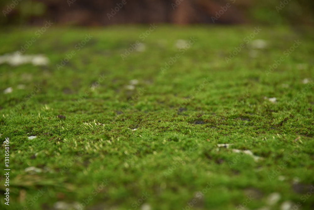苔のアップ 苔のアップ