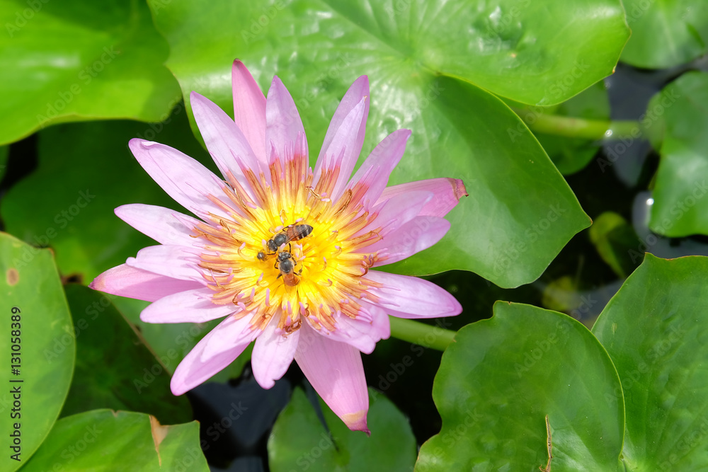 lotus in pond lotus in pond