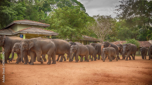 Photography Sri lanka: group of elephants going to drinking and be bathing place in Pinnawal