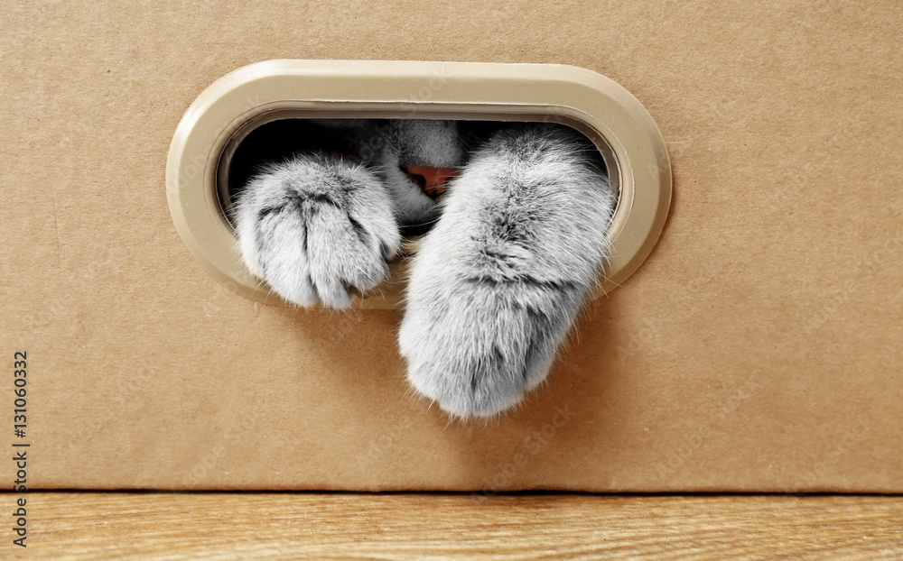 Fototapeta premium Słodki kot w tekturowym pudełku