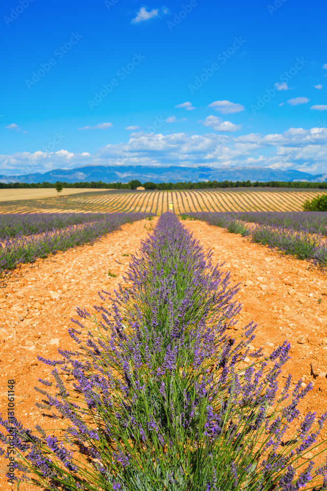 Obraz premium fields with young lavender plants in the Provence