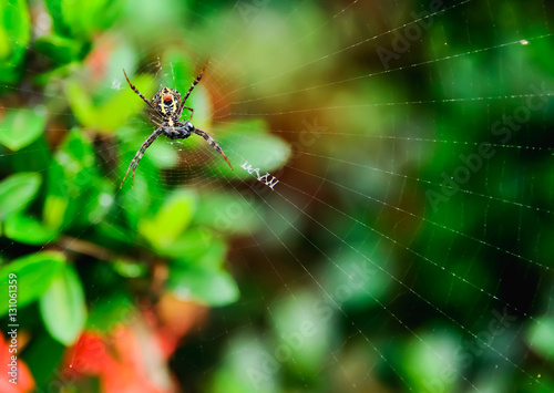 Spider with its prey