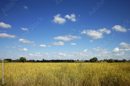Rice field and yellow grass with blue sky and with cloud landscape background. Soft focus.