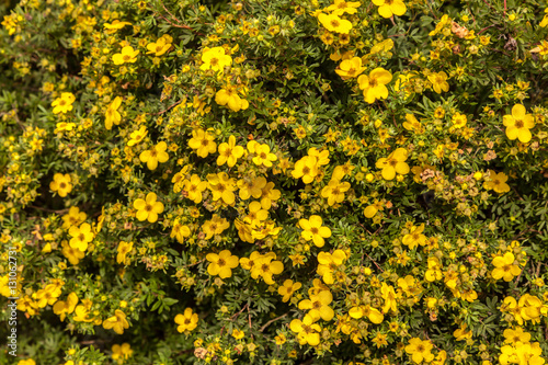 Strauch mit gelben Blüten