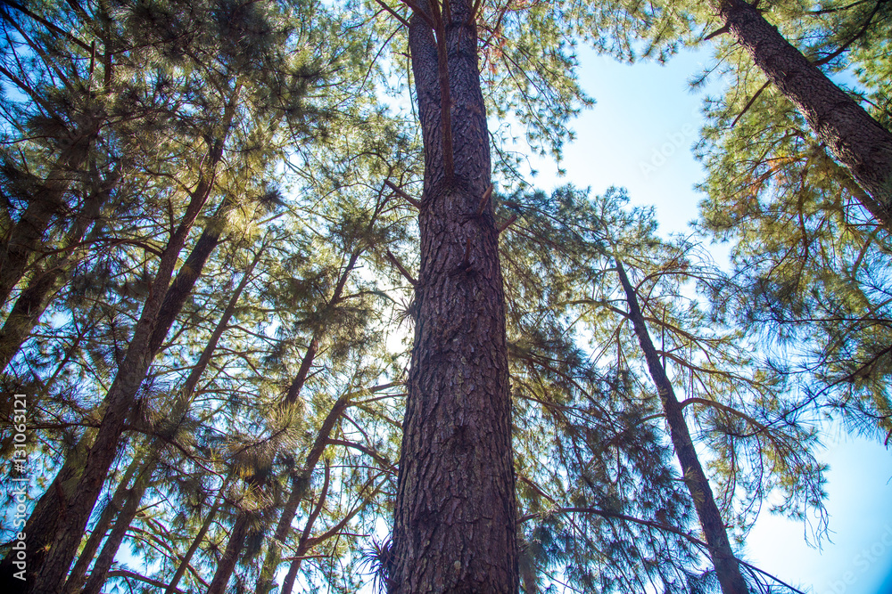 Fototapeta premium pinheiro