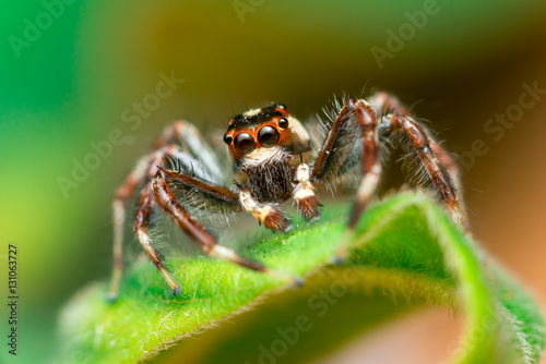 Male Two-striped Jumping Spider (Telamonia dimidiata, Salticidae) resting and crawling on a green leaf © naaimzerox2