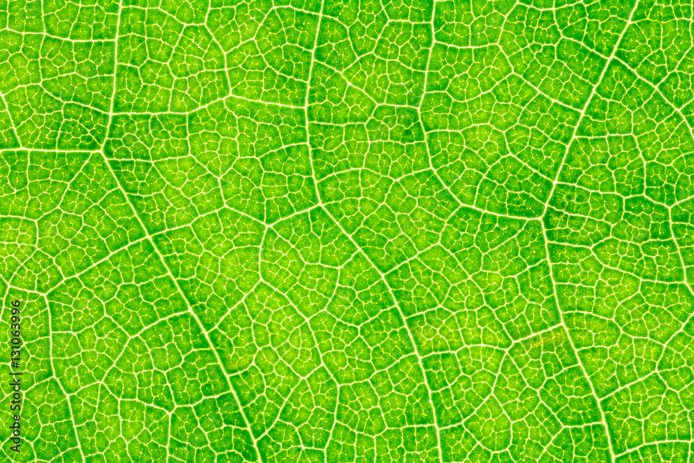 Leaf texture, leaf background for design with copy space for text or image. Leaf motifs that occurs natural. Leaf texture, leaf background for design with copy space for text or image. Leaf motifs that occurs natural.