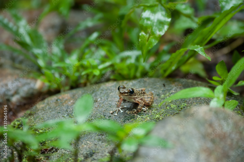 Common frog macro, portrait in its environment. Thailand Common frog macro, portrait in its environment. Thailand