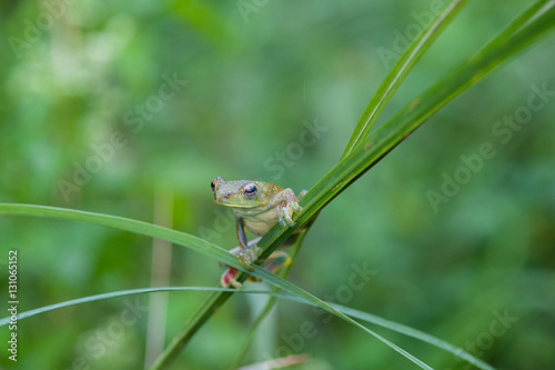 Common frog macro, portrait in its environment. Thailand