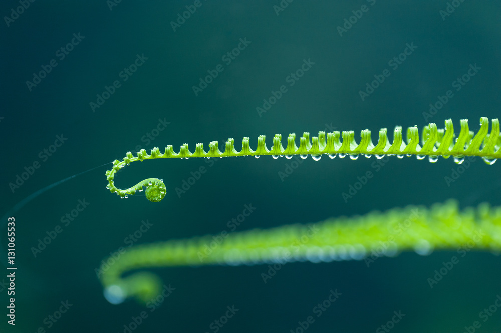 Fern with dew, cover green leaf of fern in soft morning light.