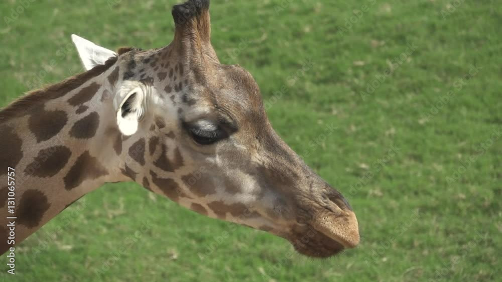 Closeup of Giraffe with tongue out, slow motion Closeup of Giraffe with tongue out, slow motion