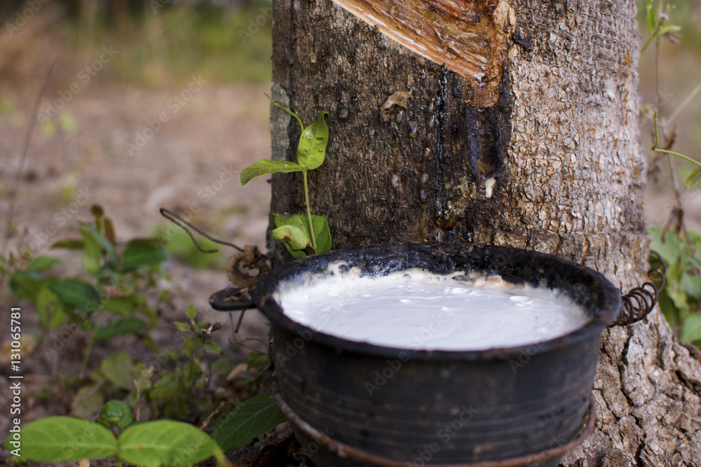 Trunk rubber Hevea brasiliensis tree, Tapping latex from a rubber tree. Trunk rubber Hevea brasiliensis tree, Tapping latex from a rubber tree.