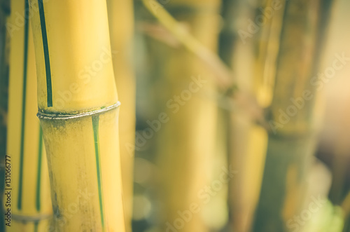 Copy space of nature bamboo background.