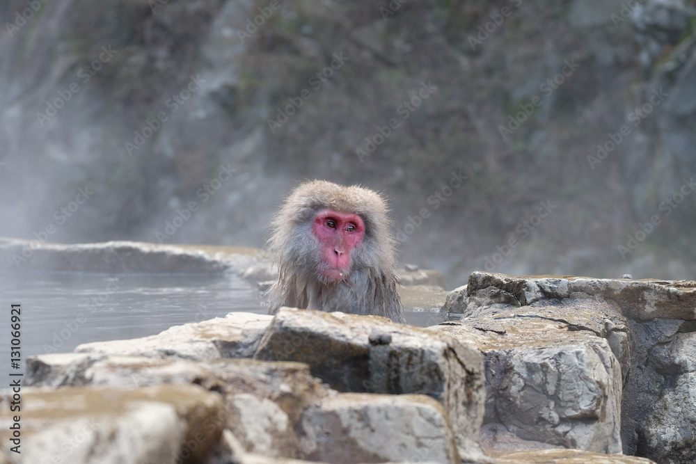 Fototapeta premium 温泉に入る猿 地獄谷野猿公苑