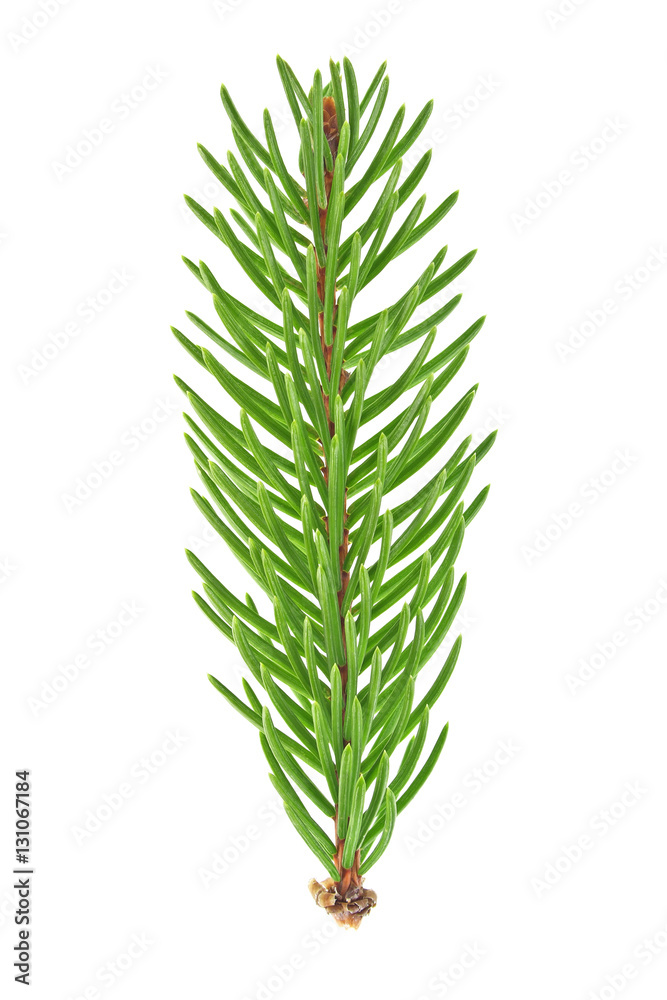 Closeup of Fir tree branch isolated on white background Closeup of Fir tree branch isolated on white background