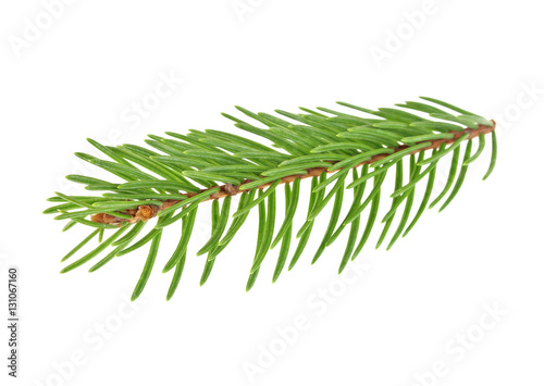 Closeup of Fir tree branch isolated on white background