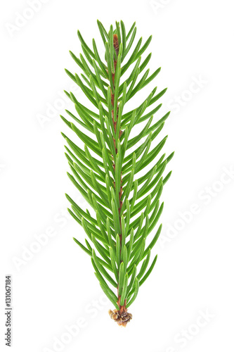 Closeup of Fir tree branch isolated on white background