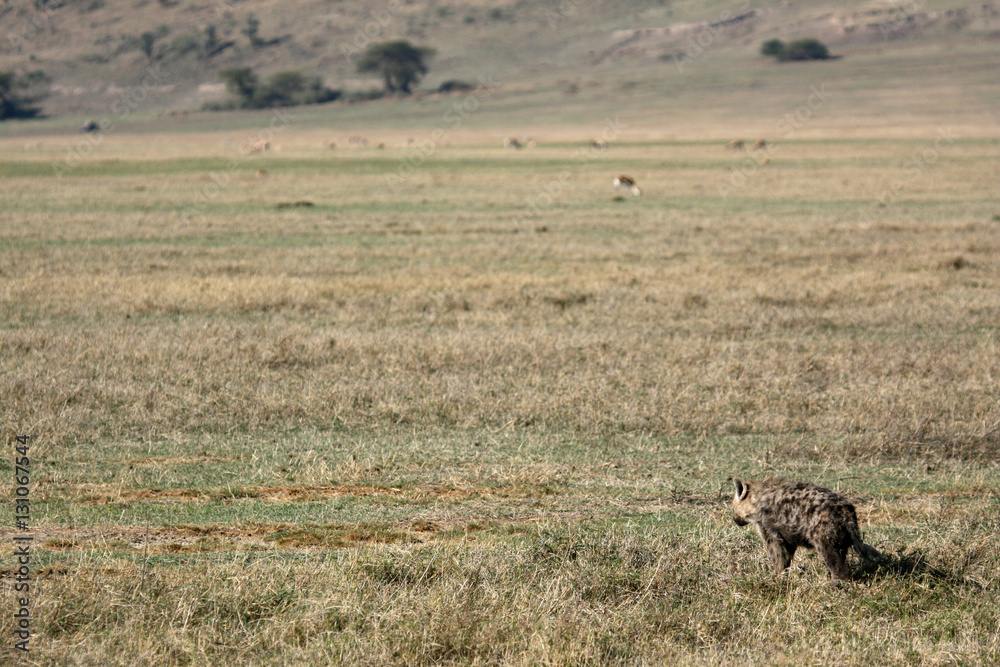 Naklejka premium Hyena - Ngorongoro Crater, Tanzania, Africa