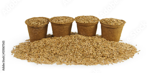 Four peat pots filled with oats seeds