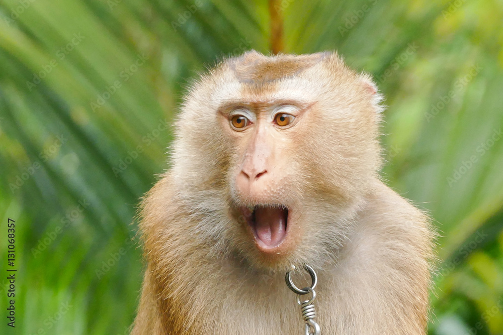 Obraz premium Thai Macaque monkey