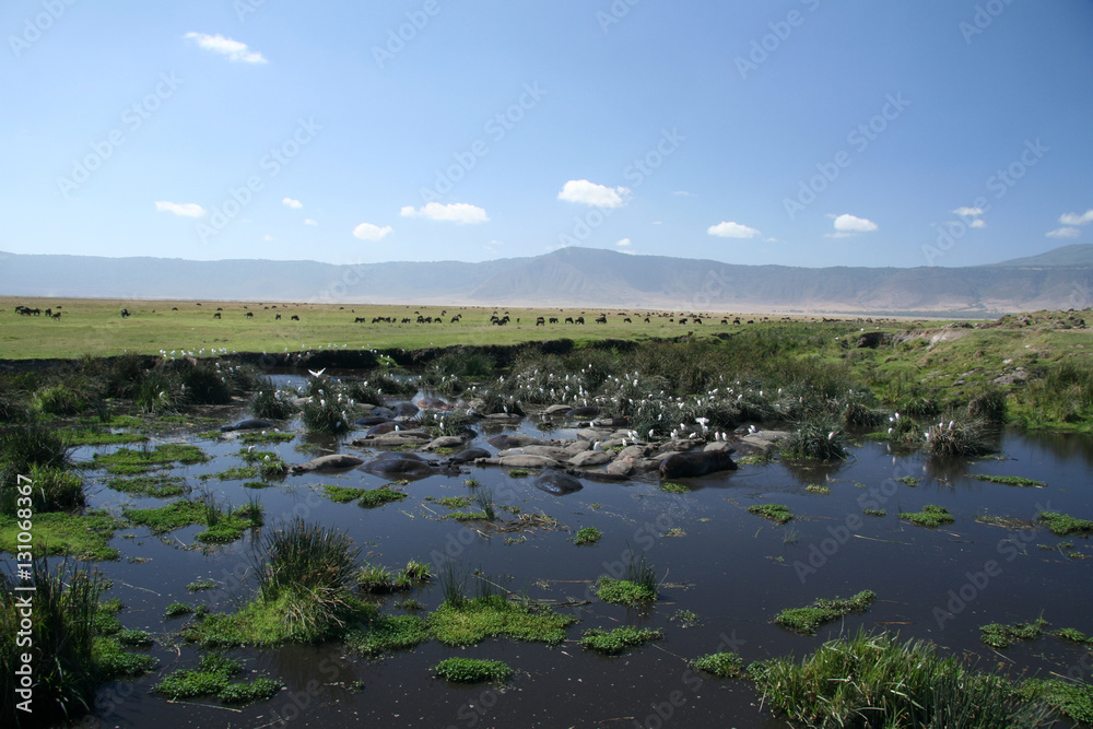 Water Hole - Ngorongoro Crater, Tanzania, Africa