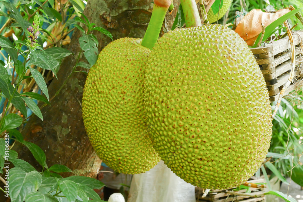 Jackfruit Jackfruit