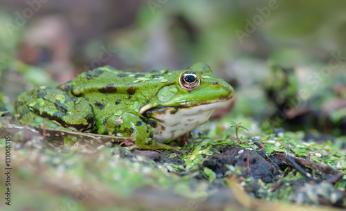 Marsh frog laying on a shore