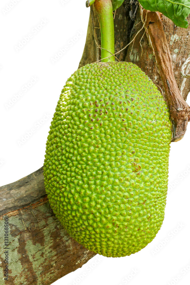 Jackfruit Jackfruit