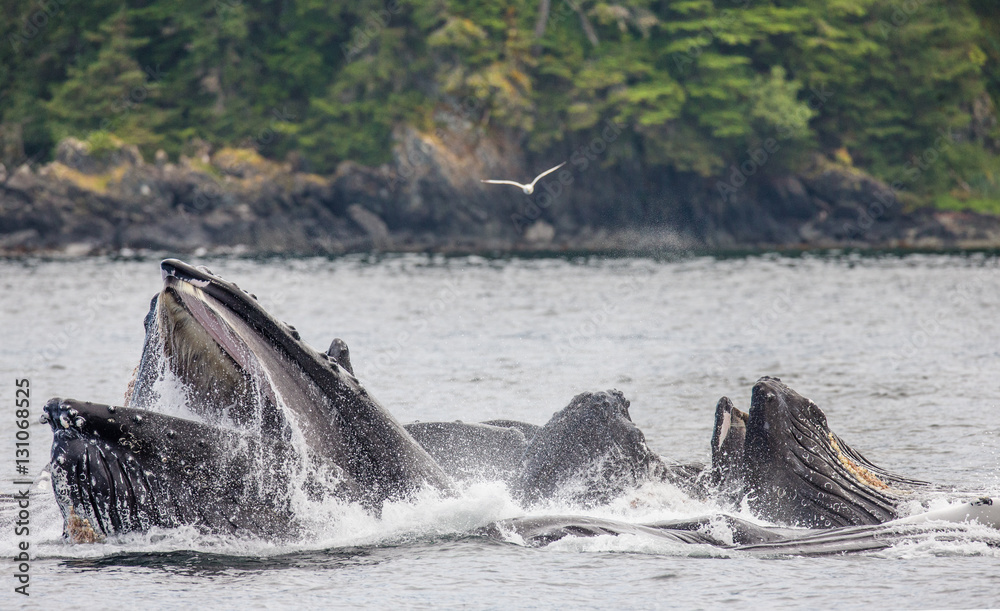 Humpback whales bubble net feeding. Chatham Strait area. Alaska. USA. An excellent illustration.