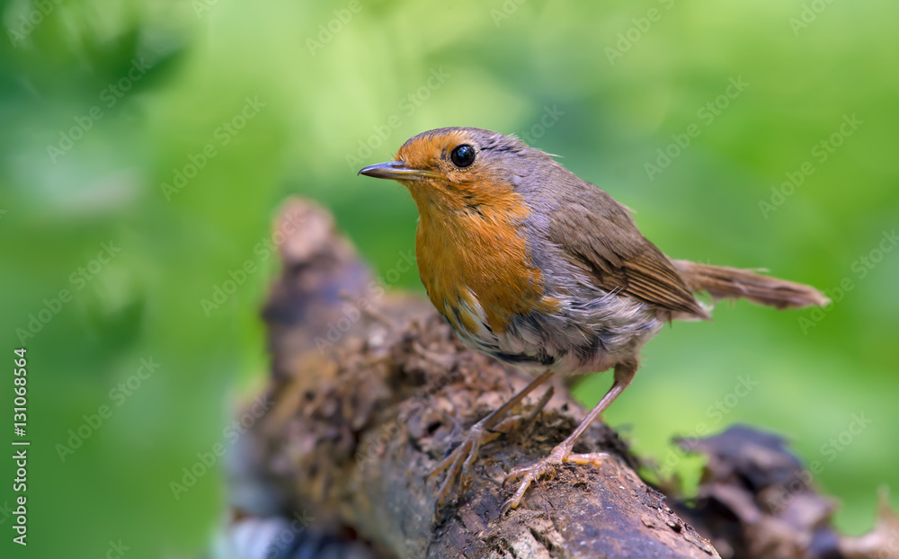 European robin posing on a dry stick