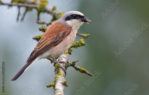 Red-backed shrike with a prey in the beak
