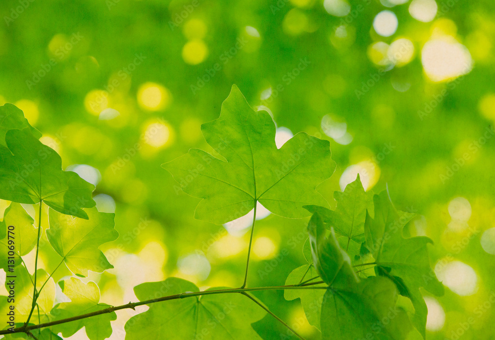 green leaves on the green backgrounds green leaves on the green backgrounds