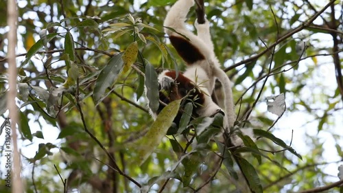 Portrait of endemic Lemur Coquerel's sifaka (Propithecus coquereli), feeding on tree. Ankarafantsika National Park, Madagascar Wildlife photo