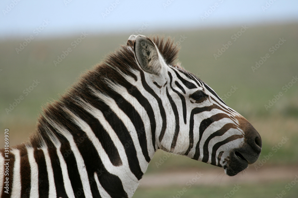 Zebra - Serengeti Safari, Tanzania, Africa Zebra - Serengeti Safari, Tanzania, Africa