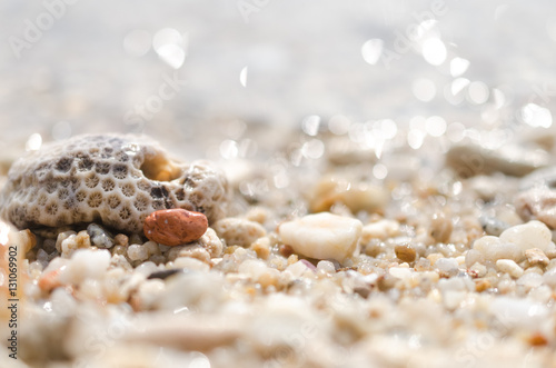 Dried coral and sea shells on sand beach texture background.