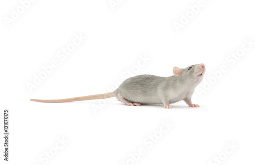 rat isolated on white © ZaZa studio