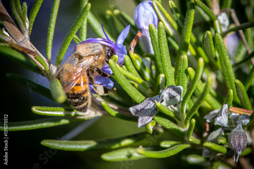 Honey bees in a field of Lavender on Maui
