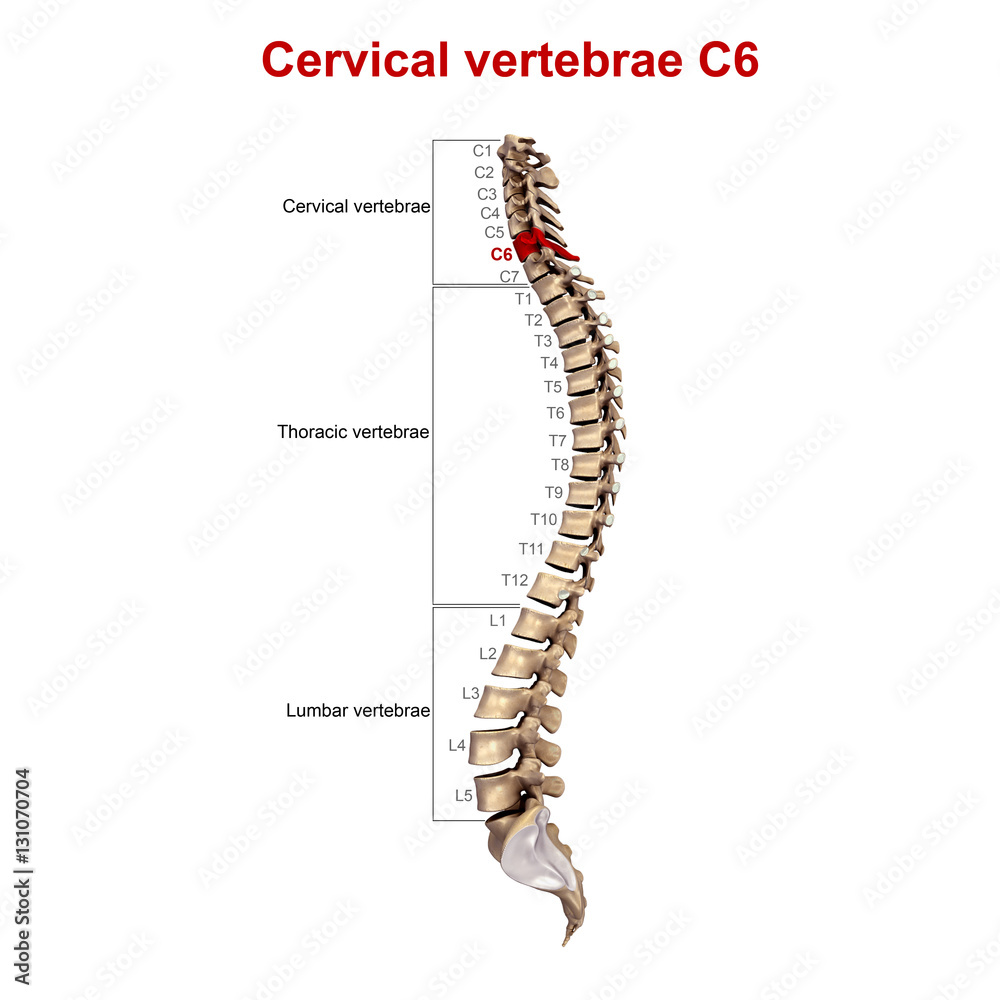 Cervical vertebrae C6 Cervical vertebrae C6