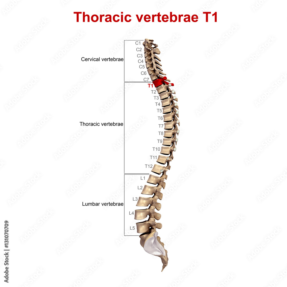 Thoracic vertebrae T1 Thoracic vertebrae T1