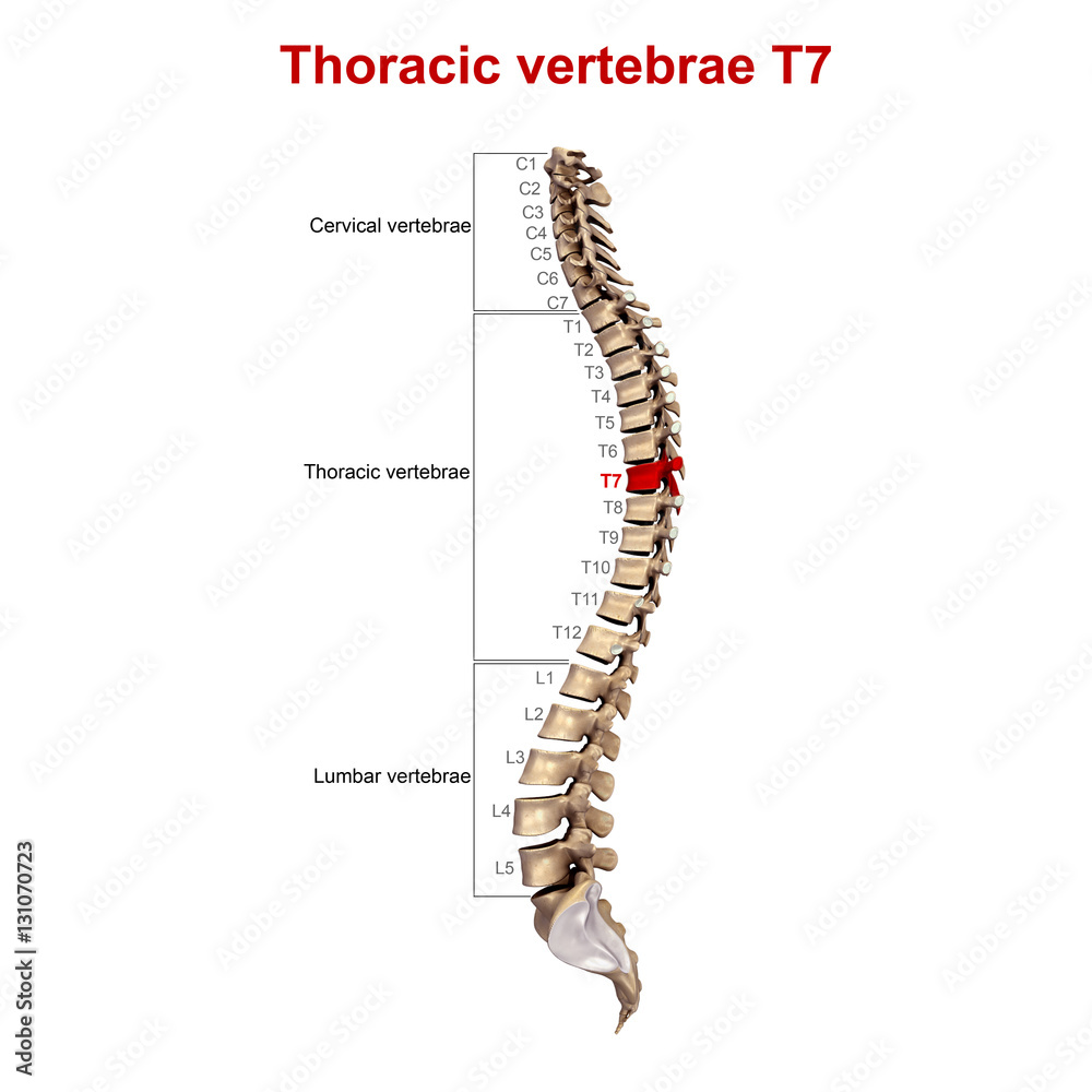 Thoracic vertebrae T7 Thoracic vertebrae T7