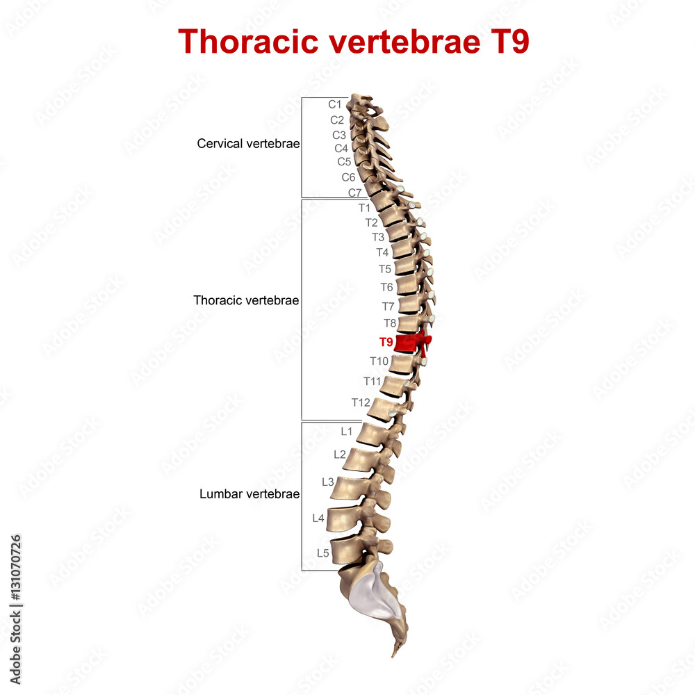 Thoracic vertebrae T9 Thoracic vertebrae T9