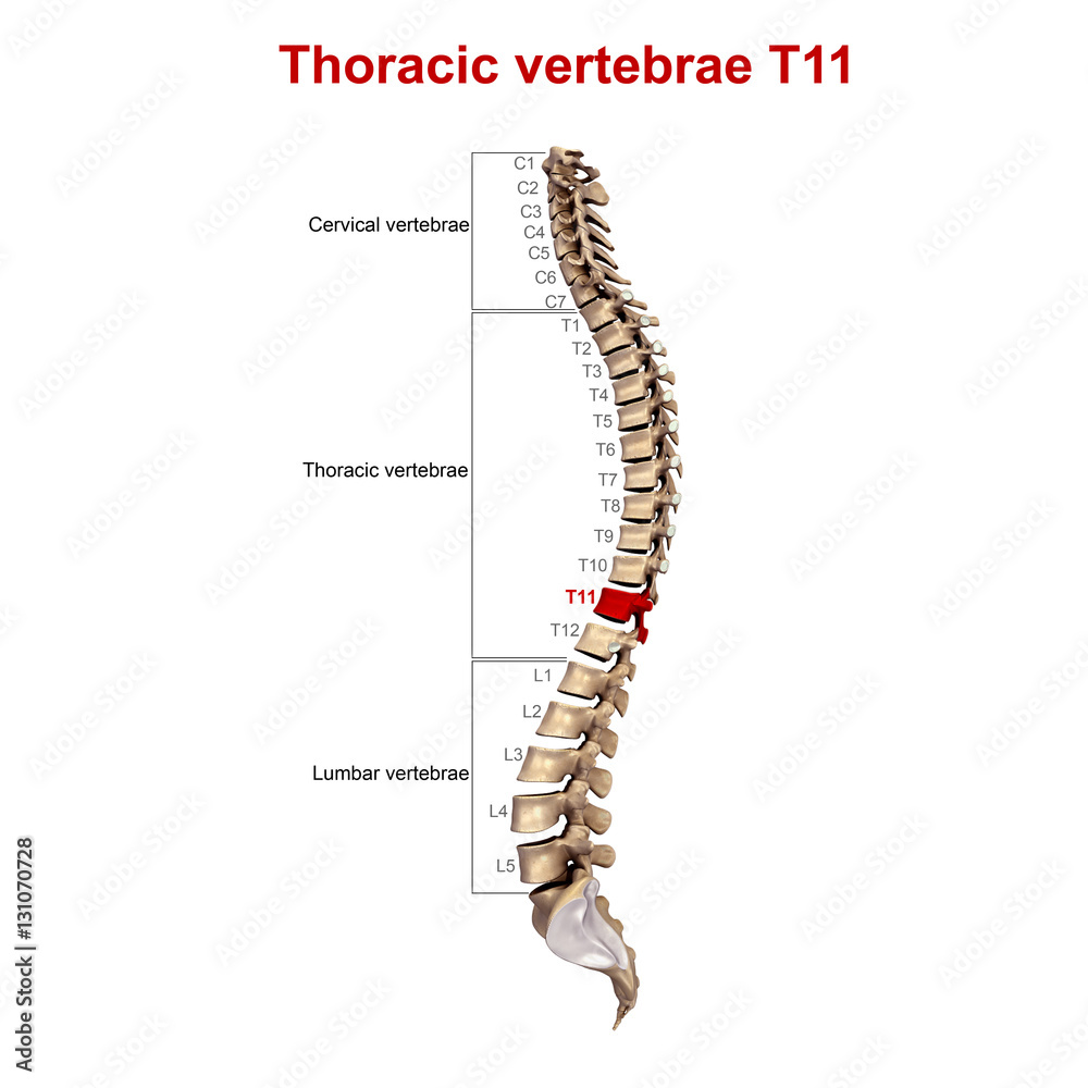 Thoracic vertebrae T11 Thoracic vertebrae T11