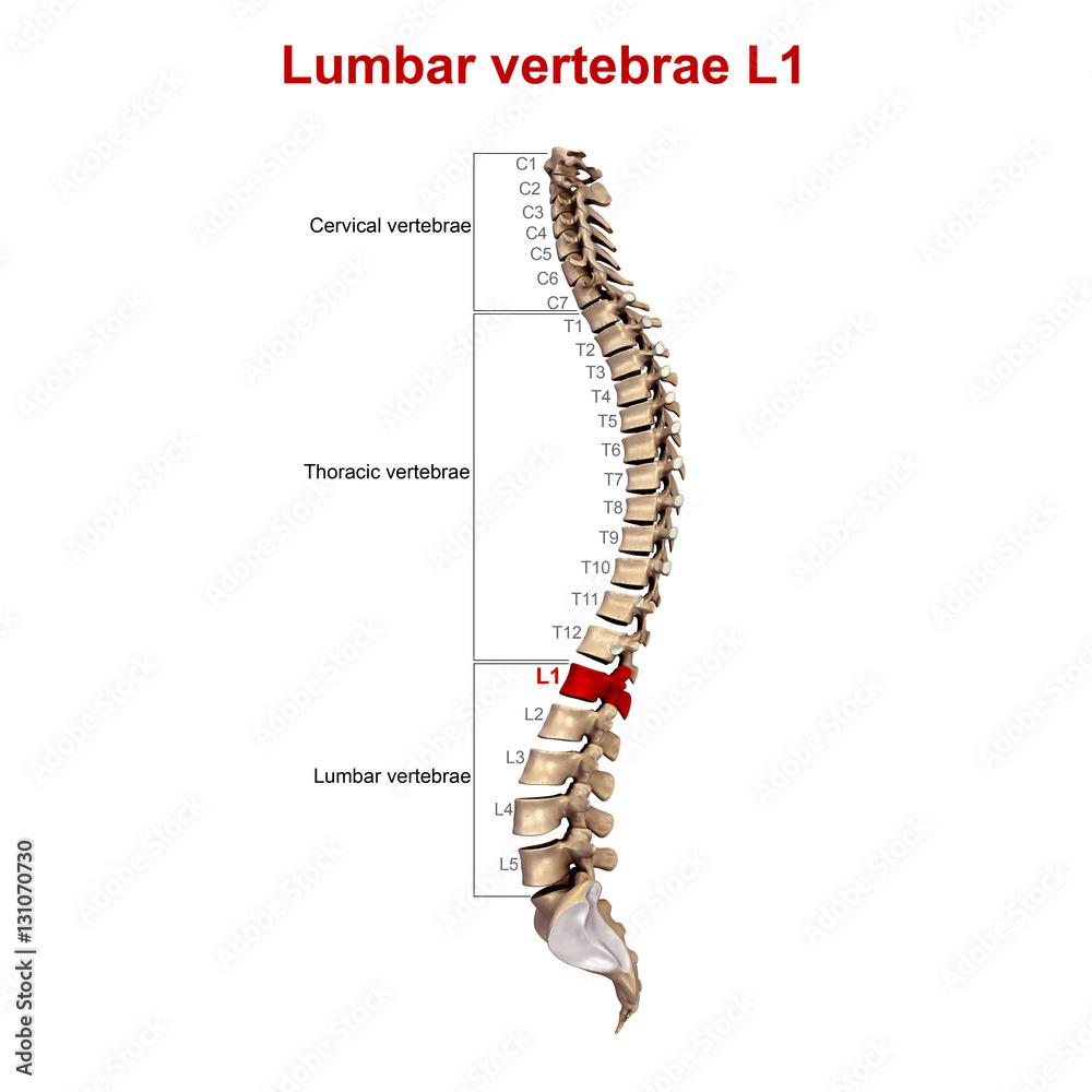 Lumbar vertebrae L1 Lumbar vertebrae L1