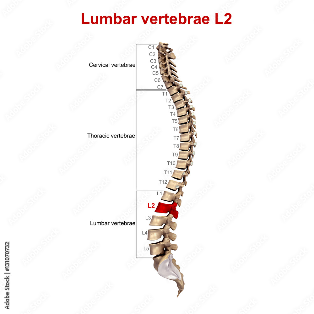 Lumbar vertebrae L2 Lumbar vertebrae L2