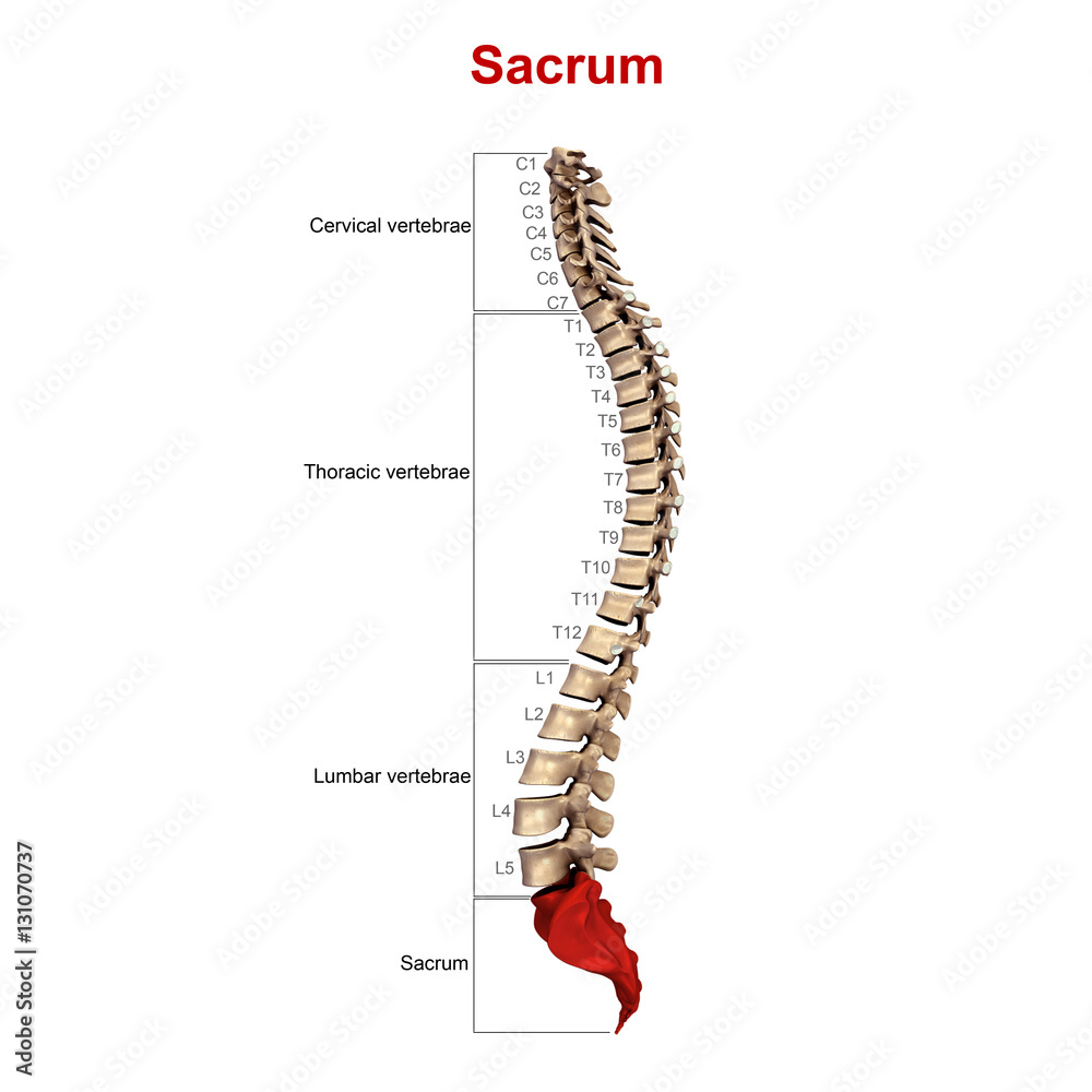 Sacrum