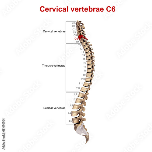 Cervical vertebrae C6
