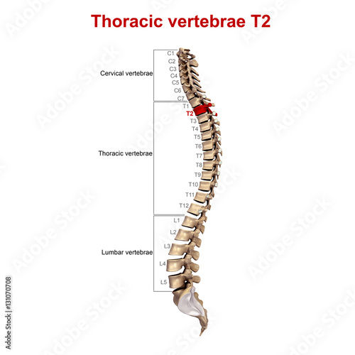 Thoracic vertebrae T2
